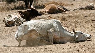 زنگ خطر قحطی در کنیا به صدا درآمد