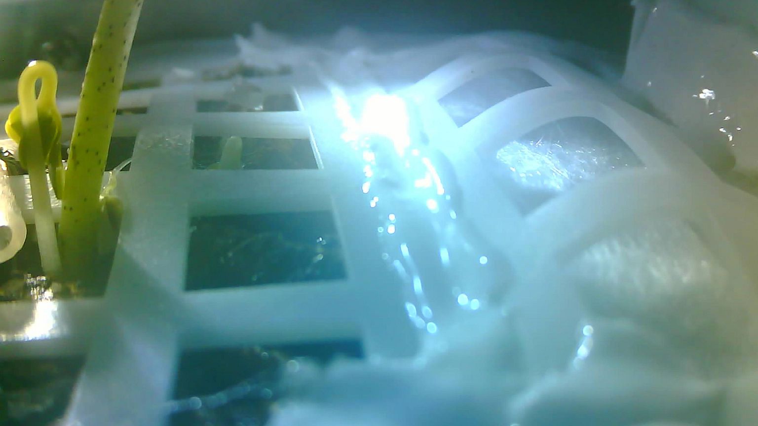 Image: Cotton seed sprout Chang'e-4 moon probe