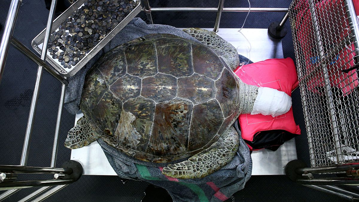 Watch: Thai vets remove nearly 1,000 coins from turtle