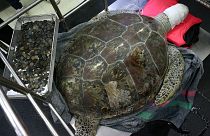 Ezer pénzérmét evett meg egy tengeri teknős Thaiföldön