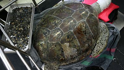 Thai turtle swallows hundreds of coins