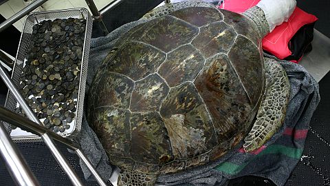 915 Münzen im Magen