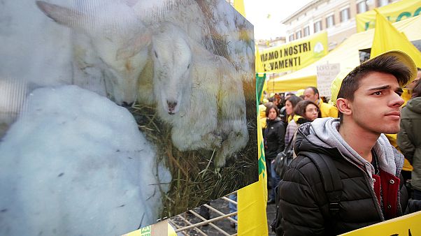 Állatokkal a bürokrácia ellen Állatokkal a bürokrácia ellen