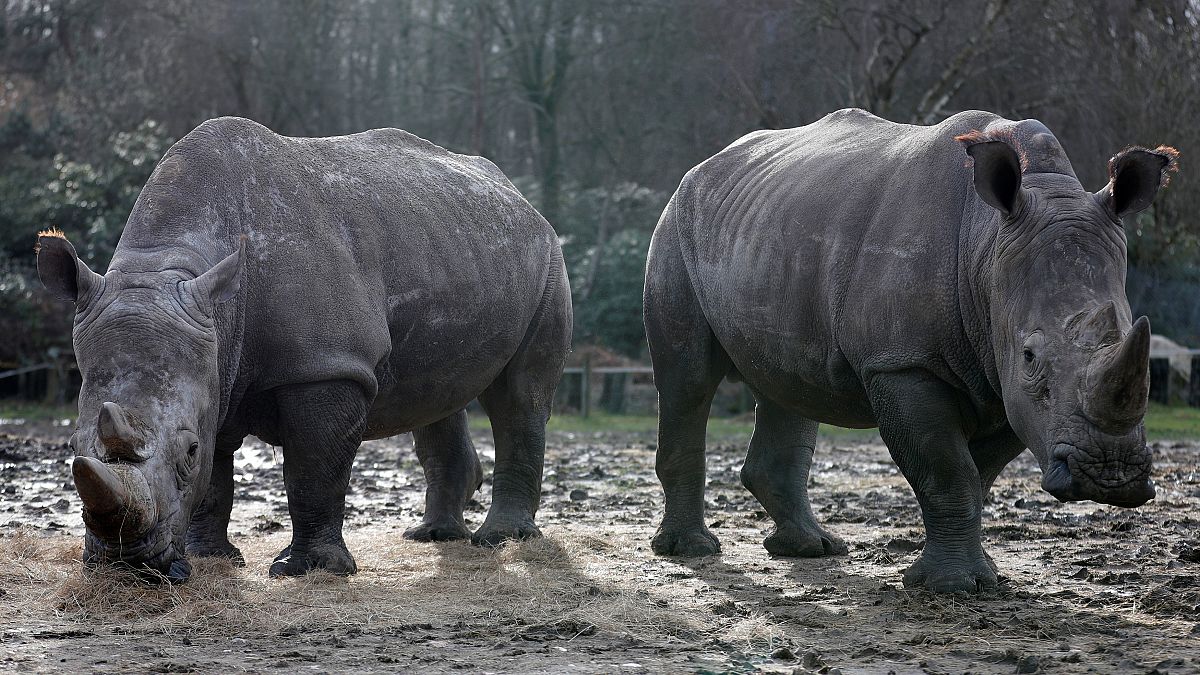 Rinoceronte é morto a tiro num zoo de França por causa do corno