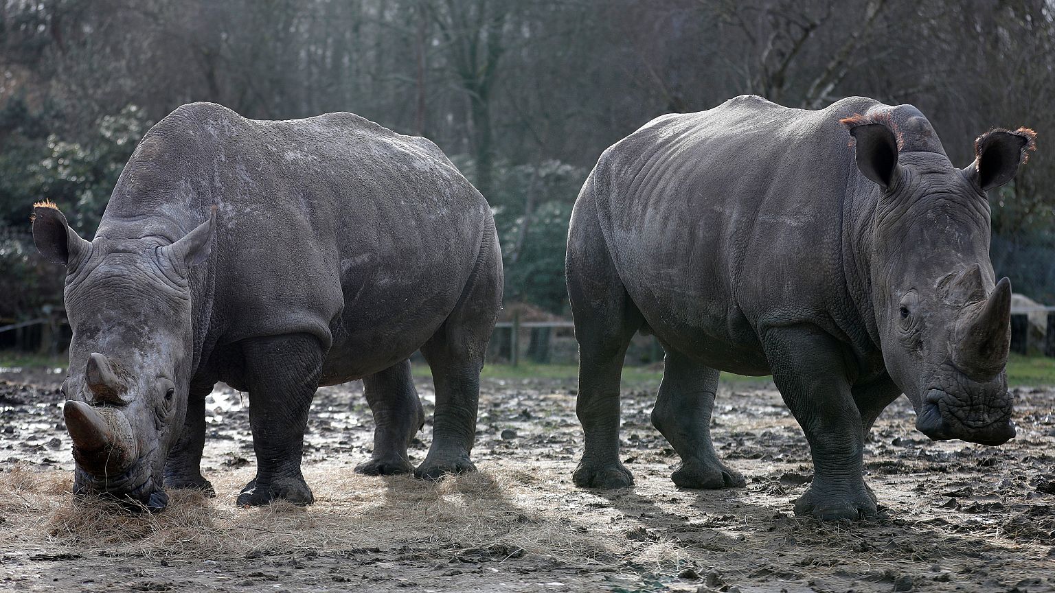 Un grupo de furtivos mata a un rinoceronte en un zoo francés por su cuerno
