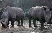 Frankreich: Nashorn im Zoo getötet, Horn abgesägt und gestohlen