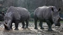 Frankreich: Nashorn im Zoo getötet, Horn abgesägt und gestohlen