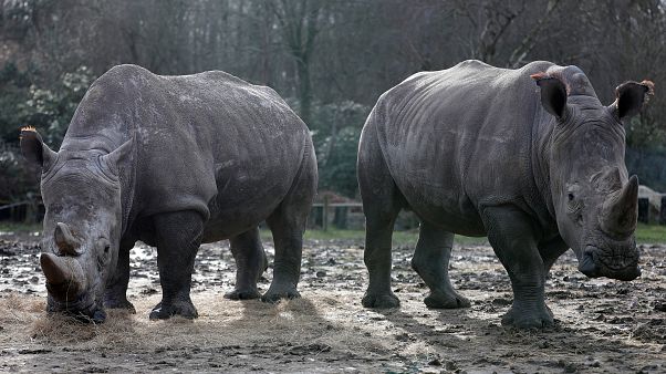 Un grupo de furtivos mata a un rinoceronte en un zoo francés por su cuerno Un grupo de furtivos mata a un rinoceronte en un zoo francés por su cuerno