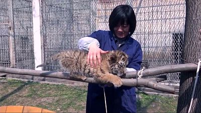 Cuccioli di tigre adottati dal personale dello zoo