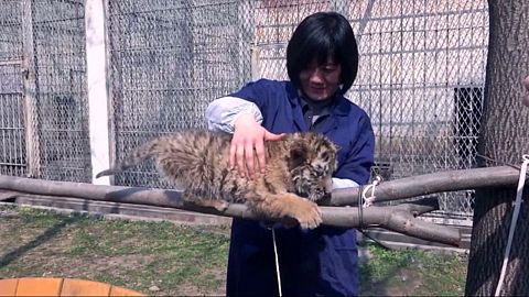 Tigerbaby-Waisen