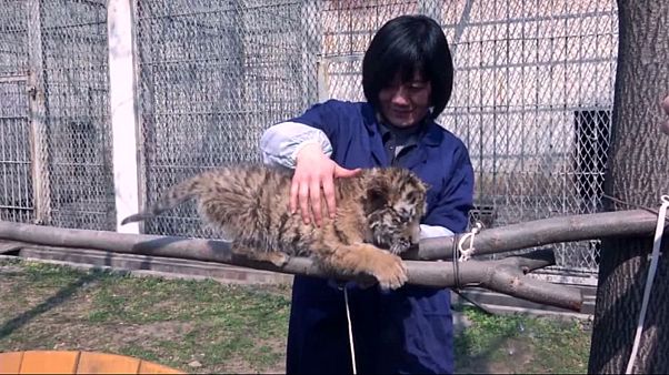 Dos cachorros de tigre de Manchuria, recogidos en un parque natural chino Dos cachorros de tigre de Manchuria, recogidos en un parque natural chino