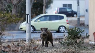 Wildschweinplage in Fukushima