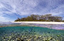 Korallenbleiche am Great Barrier Reef