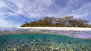 Súlyos korallfehéredés a Nagy-korallzátonyon