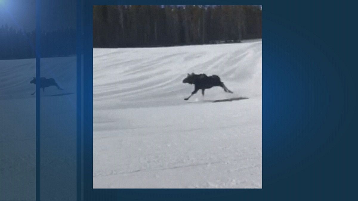 Loose moose surprises snowboarders