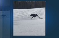 حيوان "الموظ" على حلبة تزلج بريكنريدج الأمريكية