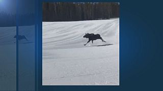 Un orignal s'invite sur les pistes de ski du Colorado