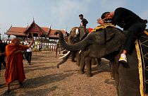 روز فیل در تایلند