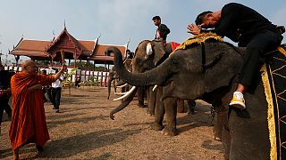 Ünnepi elefántlakoma Thaiföldön