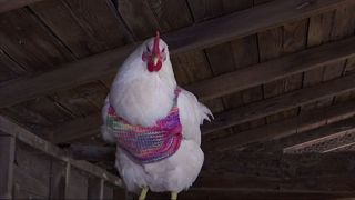 [watch] chickens strut their stuff with hand-knitted sweaters
