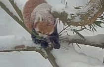 Red pandas play in the snow