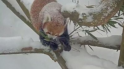 Red pandas play in the snow