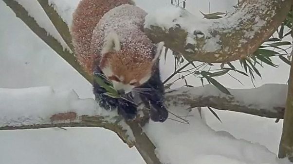 Rote Pandas tollen im Schnee Rote Pandas tollen im Schnee