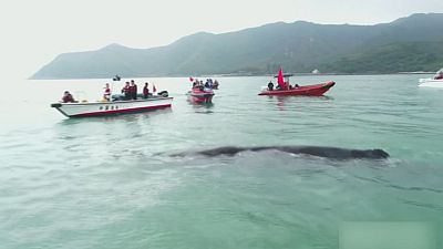 إنقاذ حوت العنبر جنوب الصين وإعادته الى البحر