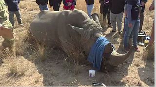 Saving rhinos in South Africa amid government plans to legalise domestic rhino horn trade