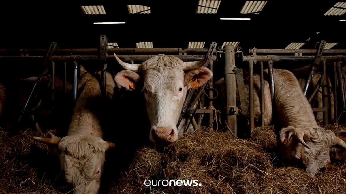 Η Τουρκία «απελαύνει» αγελάδες από την Ολλανδία!