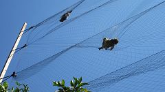 How millions of songbirds are being illegally slaughtered to supply Cypriot restaurants