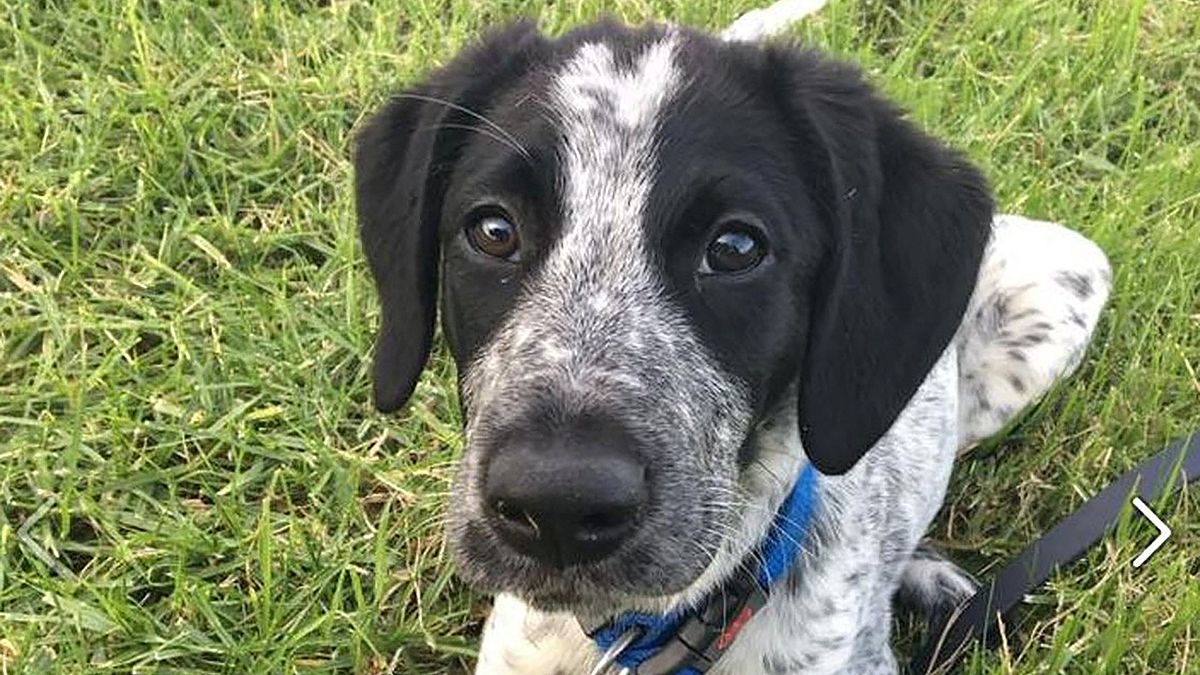 Runaway sniffer dog shot dead at New Zealand airport