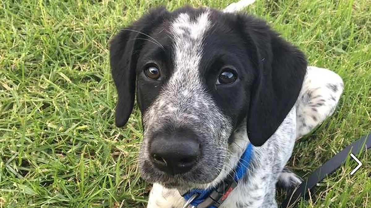 Uproar in New Zealand after sniffer dog shot