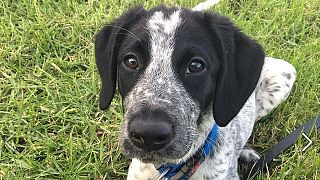 Indignation après la mort d'un jeune chien abattu sur un aéroport néo-zélandais