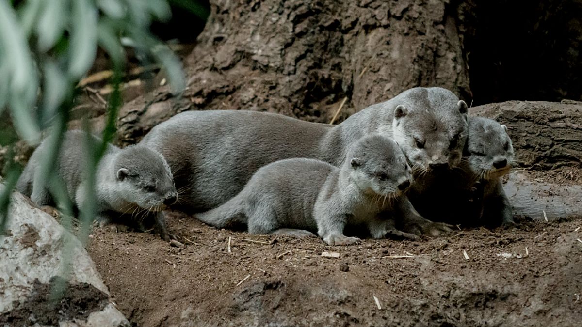 Nascem sete lontras bebés no Jardim Zoológico de Praga
