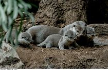 Siete cachorros de nutria nacen en el zoológico de Praga
