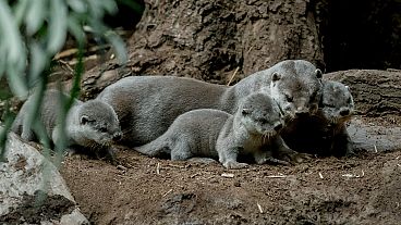 Seven otter cubs born at Prague zoo