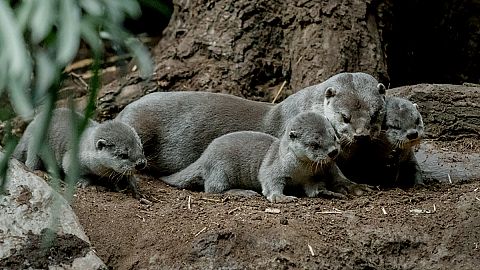 Tschechien: Indischen Fischottern gelingt großer Wurf im Zoo Prag