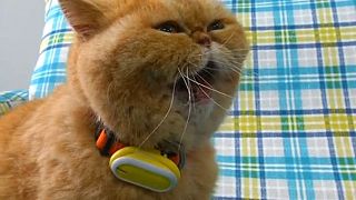 Pet fitness trackers are gaining rapid popularity