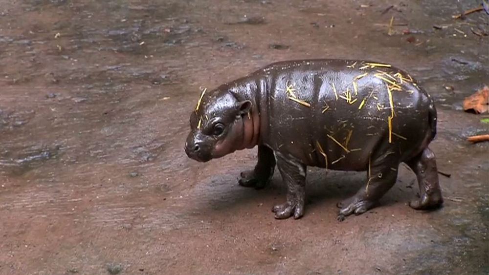 Un Bebe Hippopotame Nain Presente Au Public Du Zoo De Sydney Euronews