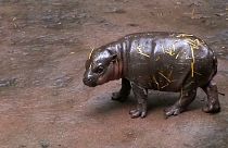 A pequena hipopótama pigmeu australiana