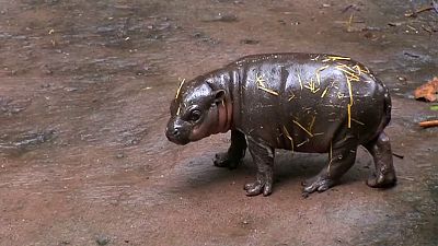 Un bébé hippopotame nain présenté au public du zoo de Sydney