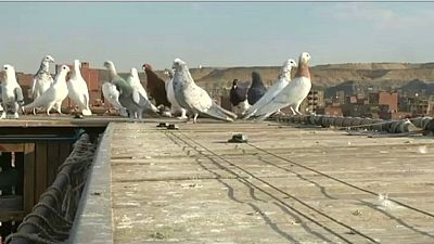 Égypte : dilemme entre la consommation de pigeons et leur protection