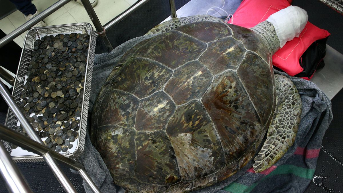 900 Münzen aus Schildkröte entfernt - Tier stirbt bei zweiter OP