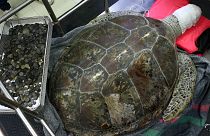 Muere "Hucha", la tortuga a la que extrajeron más de 900 monedas del estómago