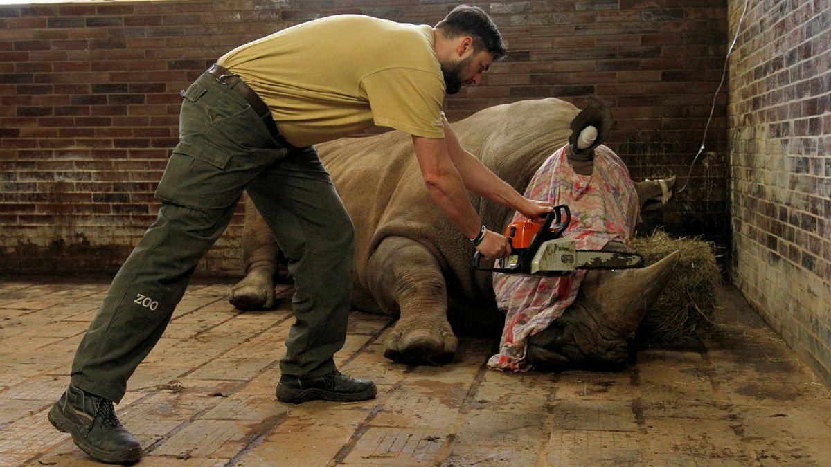 Zoo saws off rhino horns to protect against poachers