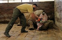 Lo zoo di Praga taglia i corni dei rinoceronti per proteggere gli animali