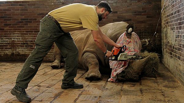 Lo zoo di Praga taglia i corni dei rinoceronti per proteggere gli animali Lo zoo di Praga taglia i corni dei rinoceronti per proteggere gli animali
