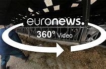 Видео 360°: французский фермер - о выборах