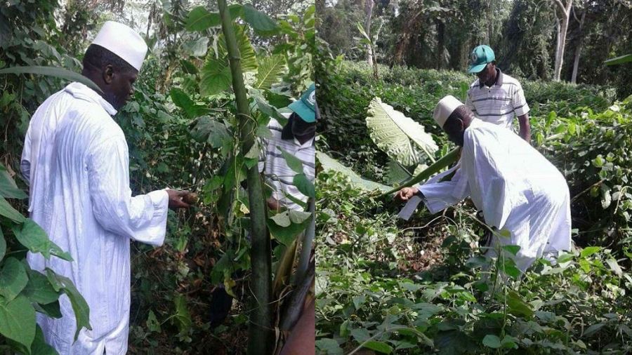 Why African farmers are waking up to the huge potential of guinea